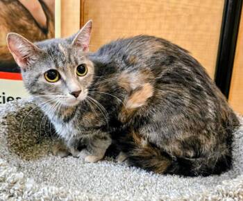 Luna Girl -  Domestic Short Hair Cat for Adoption in Rowlett, Texas - Luna Girl | PetCurious