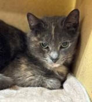 Domestic Short Hair Cats Available for Adoption in Pickering, Ontario - Angel | PetCurious