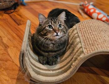 Dex -  Domestic Medium Hair Cat for Adoption in Raleigh, North Carolina - Dex | PetCurious