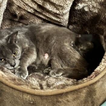 Rescue Domestic Short Hair Cats for Adoption in New York, New York - LWNY-Stray-13838 | PetCurious