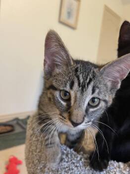 Aries -  Domestic Short Hair Cat for Adoption in Frisco, Texas - Aries | PetCurious