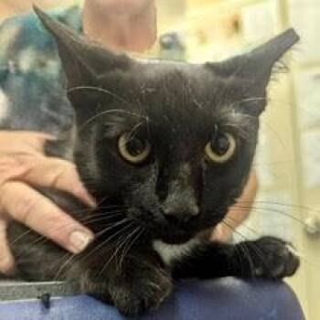 Rescue Tuxedo Cats for Adoption in Green Valley, Arizona - Detective Whiskerson | PetCurious
