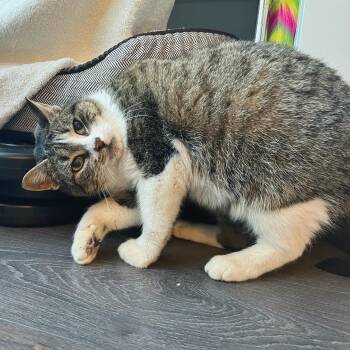 Domestic Short Hair Cats Available for Adoption - Penelope | PetCurious