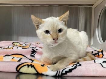 RIDDLER -  Domestic Short Hair Cat for Adoption in Tustin, California - RIDDLER | PetCurious