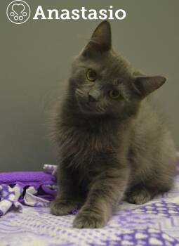 Rescue Domestic Short Hair Cats for Adoption in Montreal, Quebec - Anastasio | PetCurious