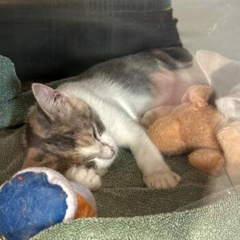 Fluffer Nutter -  Domestic Short Hair Cat for Adoption in Austin, Texas - Fluffer Nutter | PetCurious