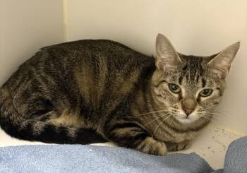 Magnolia -  Domestic Short Hair Cat for Adoption in Rochester, Indiana - Magnolia | PetCurious