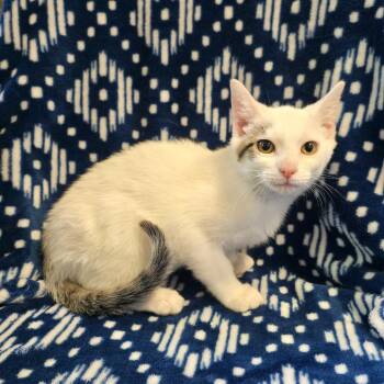 Shelton -  Domestic Short Hair Cat for Adoption in Mt. Juliet, Tennessee - Shelton | PetCurious