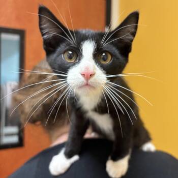 Michael Jackson -  Domestic Short Hair Cat for Adoption in Sonora, California - Michael Jackson | PetCurious