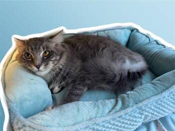Domestic Long Hair Cats Available for Adoption in Sarasota, Florida - GOSLING | PetCurious