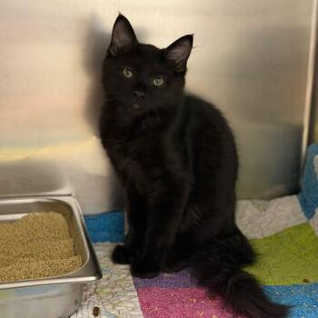 Bruce Wayne -  Domestic Medium Hair Cat for Adoption in Fort Smith, Arkansas - Bruce Wayne | PetCurious