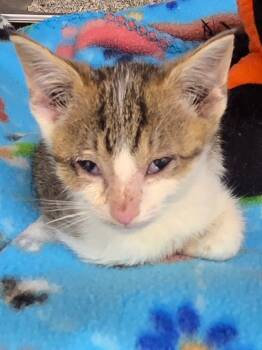 Rescue Domestic Short Hair Cats for Adoption in Hartsville, South Carolina - Madonna | PetCurious