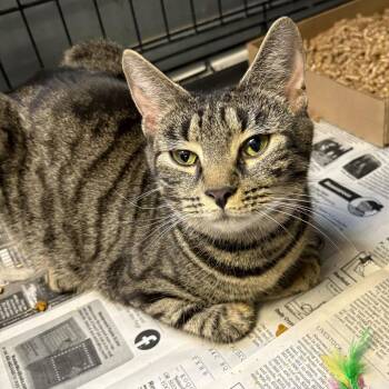 Domestic Short Hair Cats Available for Adoption in Summerlee, West Virginia - Wendy | PetCurious