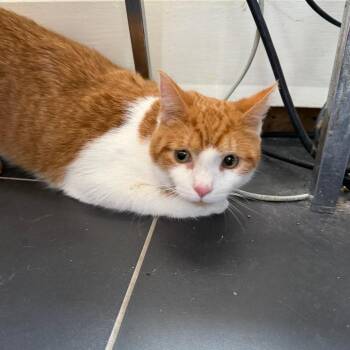 Domestic Short Hair Cats Available for Adoption in Buffalo, New York - LOX | PetCurious