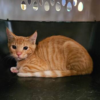 Nimbus 2000 -  American Shorthair Cat for Adoption in Lake Jackson, Texas - Nimbus 2000 | PetCurious