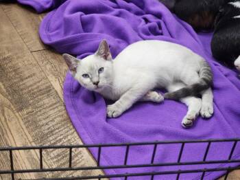 Eliza -  Domestic Short Hair Cat for Adoption in Troy, Alabama - Eliza | PetCurious