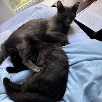 Chipotle -  Domestic Short Hair Cat for Adoption in Harrisonburg, Virginia - Chipotle | PetCurious