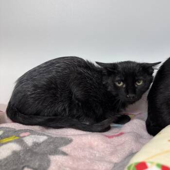Merlin -  Domestic Short Hair Cat for Adoption in Clearwater, Florida - Merlin | PetCurious