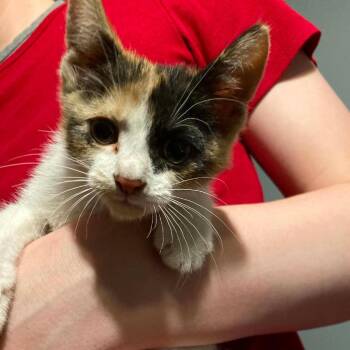 Statler -  Domestic Medium Hair Cat for Adoption in Dekalb, Illinois - Statler | PetCurious