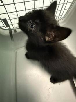 Sampson -  Domestic Short Hair Cat for Adoption in Largo, Florida - Sampson | PetCurious
