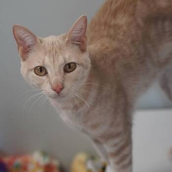 Domestic Short Hair Cats Available for Adoption in Naperville, Illinois - Leo | PetCurious