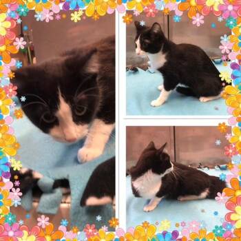 PIXIE -  Domestic Short Hair Cat for Adoption in Buckhannon, West Virginia - PIXIE | PetCurious