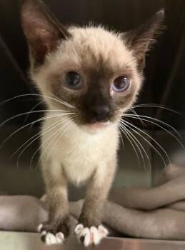 Split -  Domestic Short Hair Cat for Adoption in Ocala, Florida - Split | PetCurious