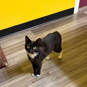 Fiona -  Domestic Medium Hair Cat for Adoption in Buford, Georgia - Fiona | PetCurious