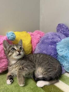 Domestic Short Hair Cats Available for Adoption in Picayune, Mississippi - Turner | PetCurious