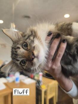 Fluff        GFRCC -  Domestic Long Hair Cat for Adoption in Metamora, Illinois - Fluff        GFRCC | PetCurious