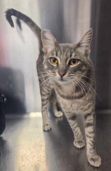 Tri Tip -  Domestic Short Hair Cat for Adoption in Fresno, California - Tri Tip | PetCurious