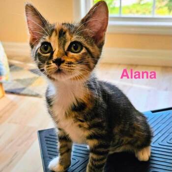 Alana -  Domestic Short Hair Cat for Adoption in Buffalo, Minnesota - Alana | PetCurious