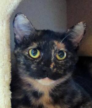 Nova (aka Susana Fontana Rosa) -  Domestic Short Hair Cat for Adoption in Chicago, Illinois - Nova (aka Susana Fontana Rosa) | PetCurious
