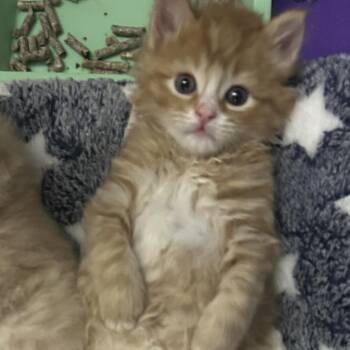 Domestic Short Hair Cats Available for Adoption in Greensboro, North Carolina - Kelce | PetCurious