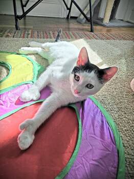 Rescue Tuxedo and Extra Toes Cat Hemingway Polydactyl Cats for Adoption in Lombard, Illinois - Stewie | PetCurious