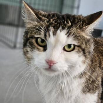 Azura -  Domestic Medium Hair Cat for Adoption in Lakewood, Colorado - Azura | PetCurious