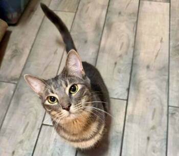 Rescue Domestic Short Hair Cats for Adoption in Sebastian, Florida - JJ | PetCurious
