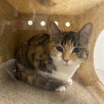 Cassandra -  Domestic Short Hair Cat for Adoption in Reno, Nevada - Cassandra | PetCurious