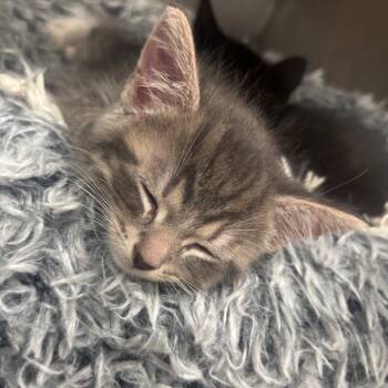 Rescue Domestic Short Hair Cats for Adoption in Napoleon, Ohio - Aurora 43C25 | PetCurious