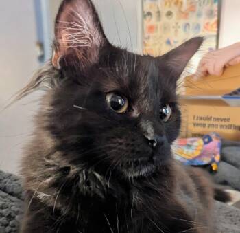 Matinee -  Maine Coon Cat for Adoption in Lenexa, Kansas - Matinee | PetCurious
