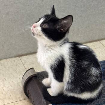 Mirabelle -  Domestic Short Hair Cat for Adoption in Milford, Iowa - Mirabelle | PetCurious