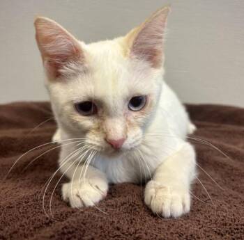Rooster -  Domestic Short Hair Cat for Adoption in Oakland, California - Rooster | PetCurious