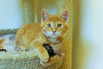 Eli -  Domestic Short Hair Cat for Adoption in Urbana, Ohio - Eli | PetCurious