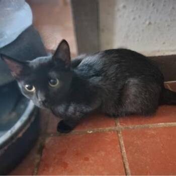 Rescue Domestic Short Hair Cats for Adoption in Warr Acres, Oklahoma - Sissy | PetCurious