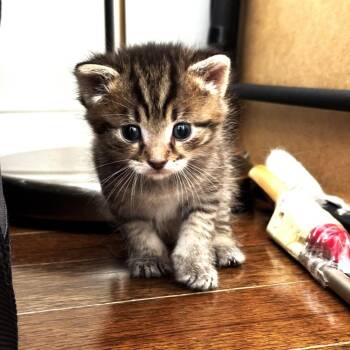 Domestic Short Hair Cats Available for Adoption in South Riding, Virginia - Tippy | PetCurious