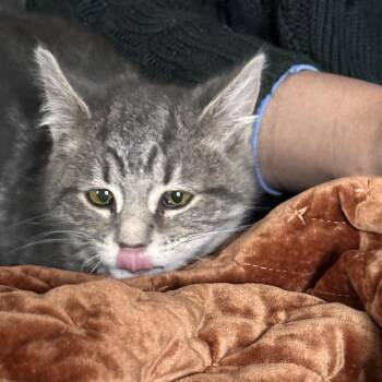 Domestic Short Hair Cats Available for Adoption - Ben | PetCurious