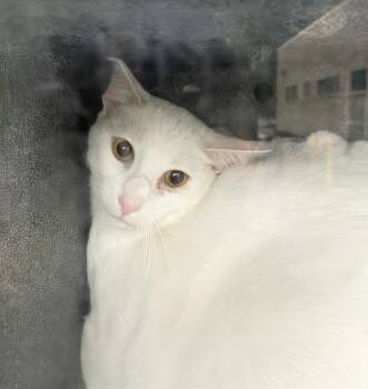 Tundra -  Domestic Short Hair Cat for Adoption in Nashville, Tennessee - Tundra | PetCurious