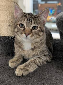Misty -  Domestic Short Hair Cat for Adoption in Tilton, Illinois - Misty | PetCurious