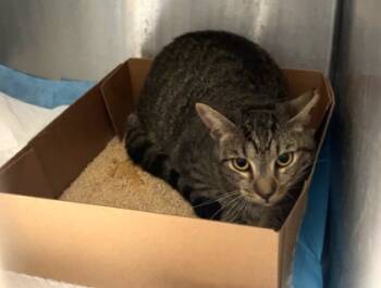 Rescue Domestic Short Hair Cats for Adoption in West Chester, Pennsylvania - Rum Tum Tugger | PetCurious