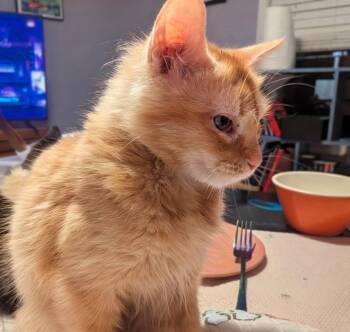 Catalie Portman -  Domestic Medium Hair Cat for Adoption in Lenexa, Kansas - Catalie Portman | PetCurious
